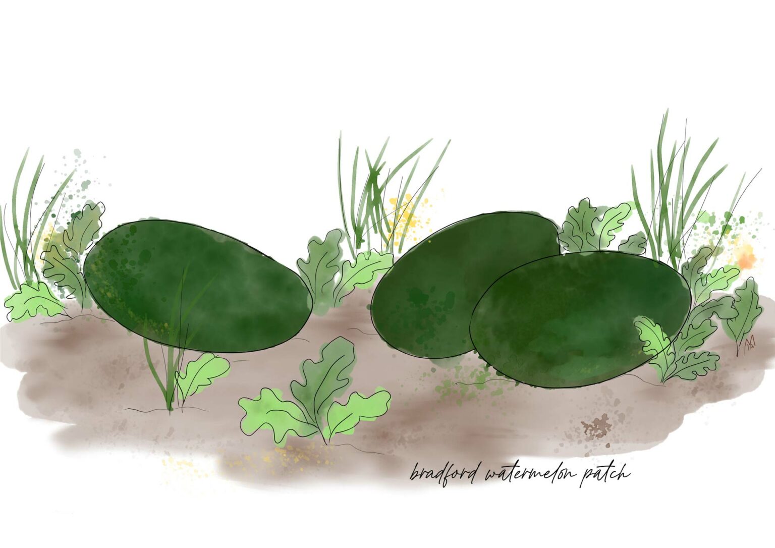 Return of the Bradford Watermelon Lexicon of Food™