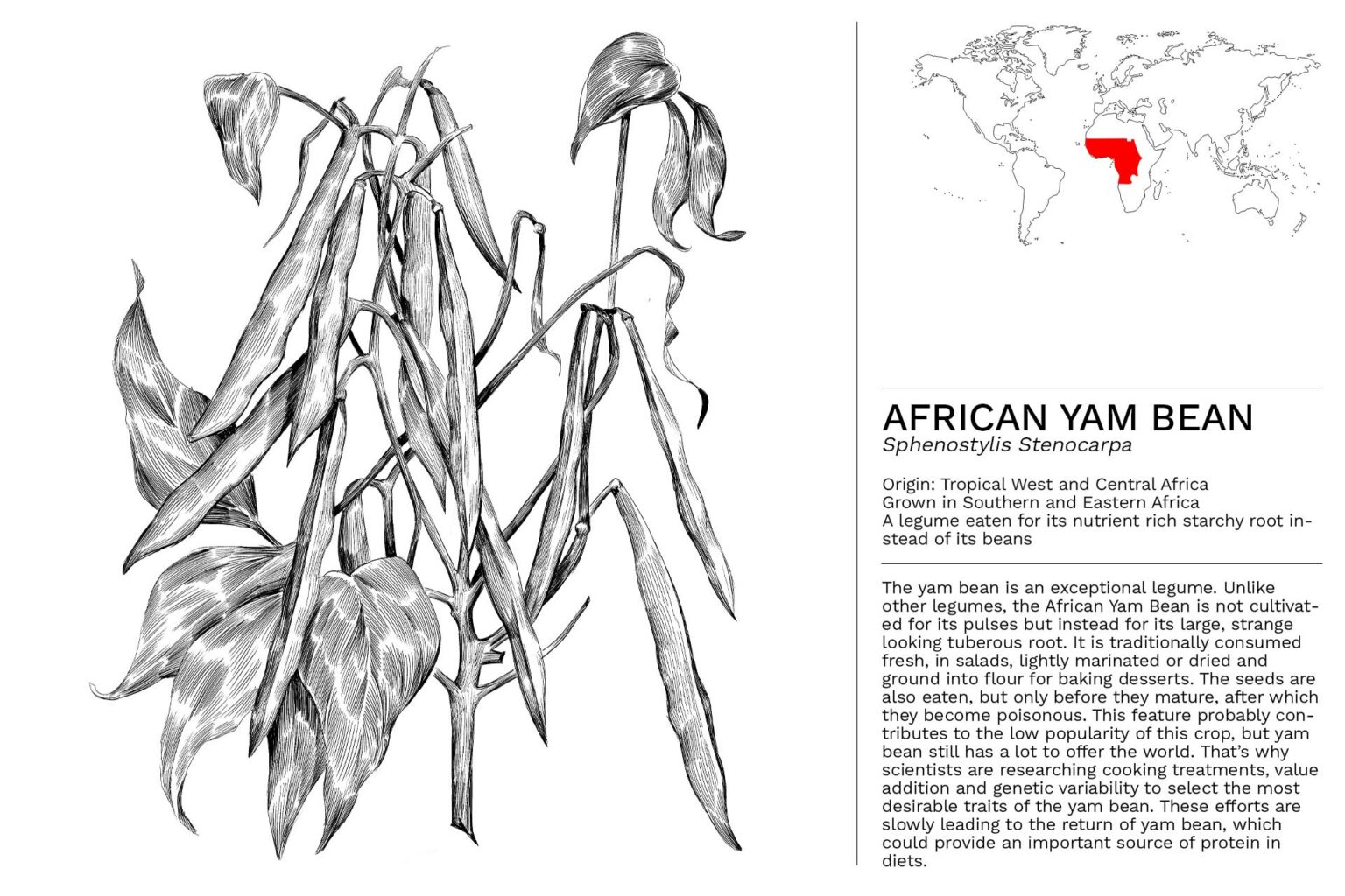 African Yam Bean - Lexicon of Food™
