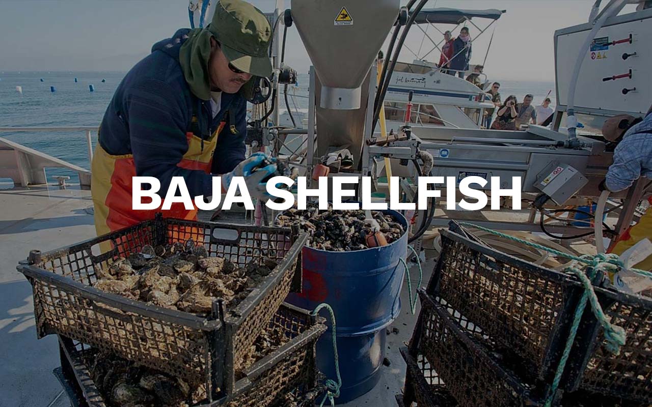 Aquaculture Case Study: Hog Island Oyster Co